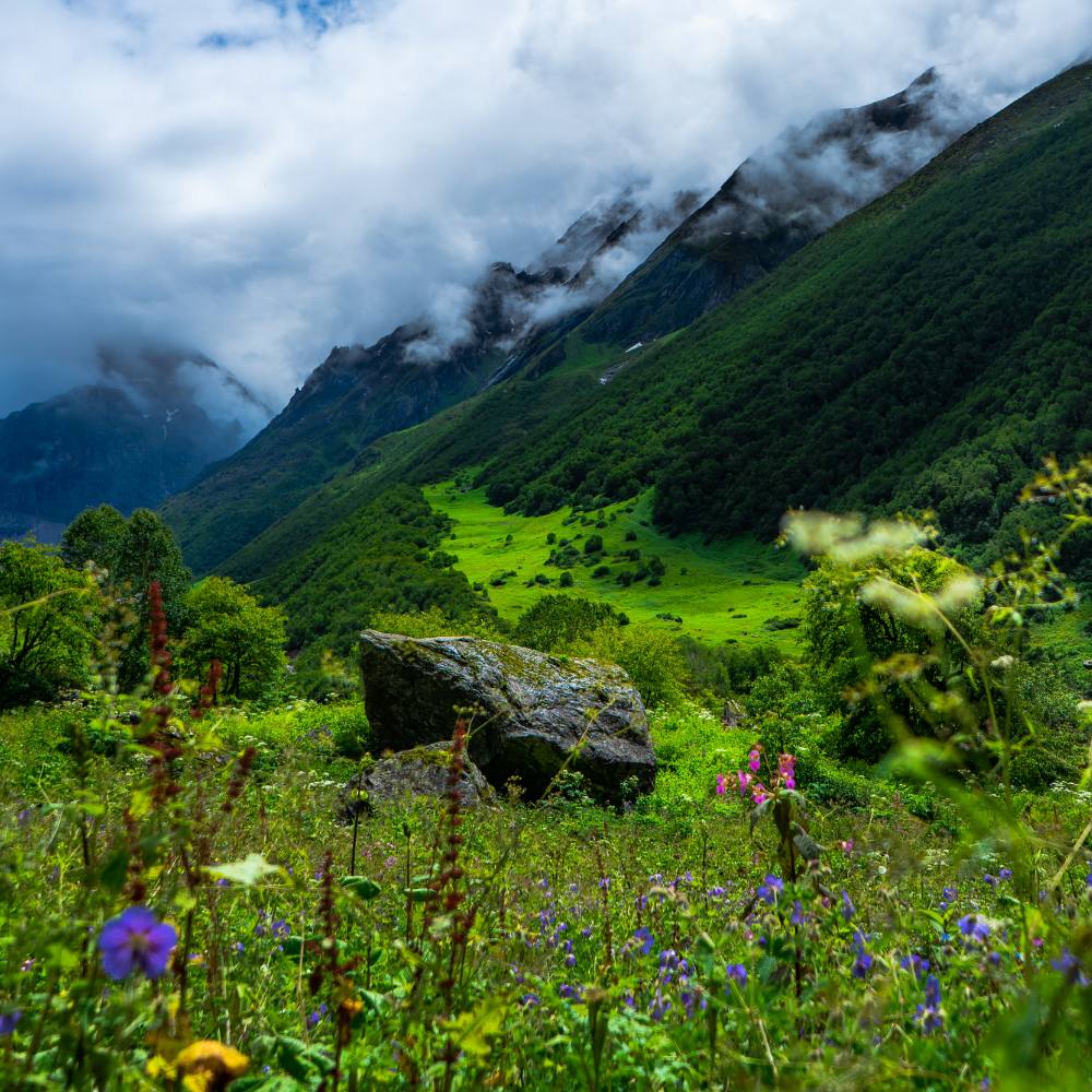 Auli