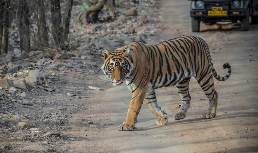 Best Golden Triangle Tour