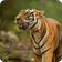 Jaipur Ranthambore Udaipur Tour