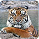 Jaipur Ranthambore Day Trip
